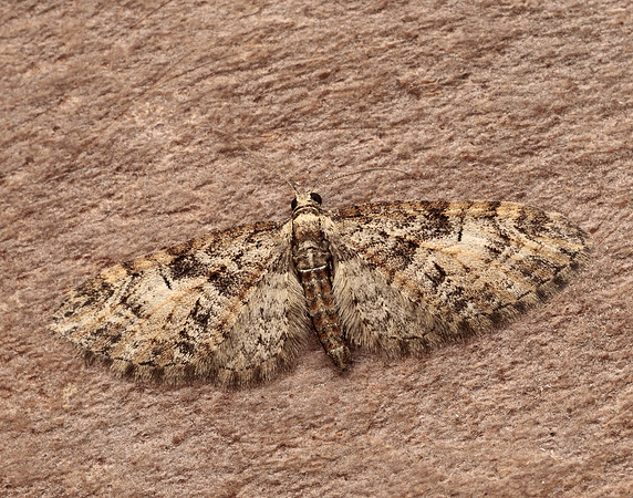 70.156 BF1852 Brindled Pug Eupithecia abbreviata