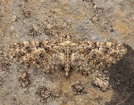 70.156 BF1852 Brindled Pug Eupithecia abbreviata