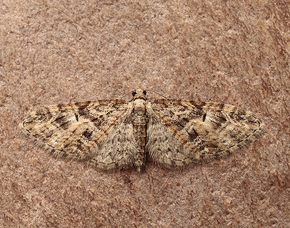 70.156 BF1852 Brindled Pug Eupithecia abbreviata