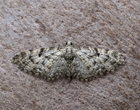70.157 BF1853 Oak-tree Pug Eupithecia dodoneata