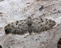 70.157 BF1853 Oak-tree Pug Eupithecia dodoneata