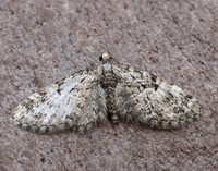 70.157 BF1853 Oak-tree Pug Eupithecia dodoneata