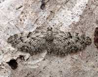 70.157 BF1853 Oak-tree Pug Eupithecia dodoneata
