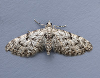 70.157 BF1853 Oak-tree Pug Eupithecia dodoneata