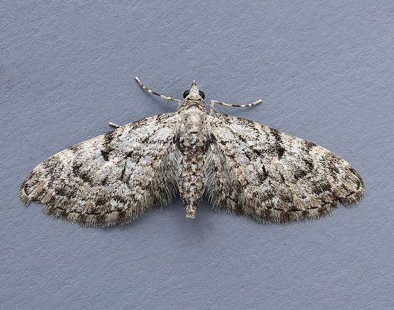 70.157 BF1853 Oak-tree Pug Eupithecia dodoneata