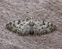 70.157 BF1853 Oak-tree Pug Eupithecia dodoneata