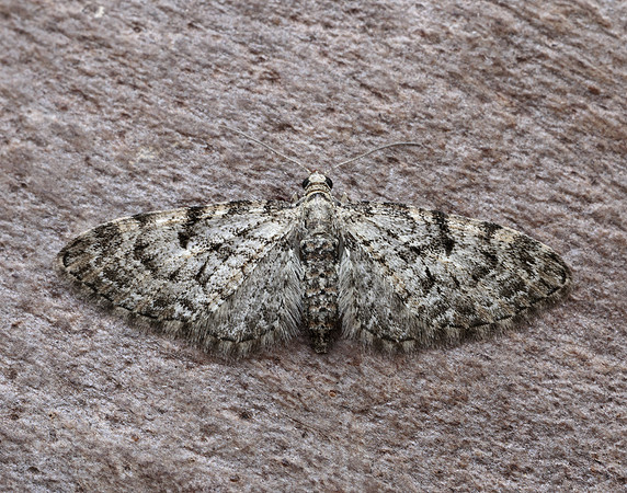 70.157 BF1853 Oak-tree Pug Eupithecia dodoneata