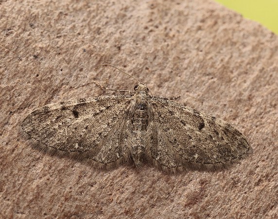 70.161 BF1851 Golden-rod Pug Eupithecia virgaureata