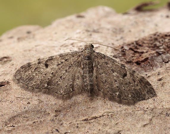 70.161 BF1851 Golden-rod Pug Eupithecia virgaureata