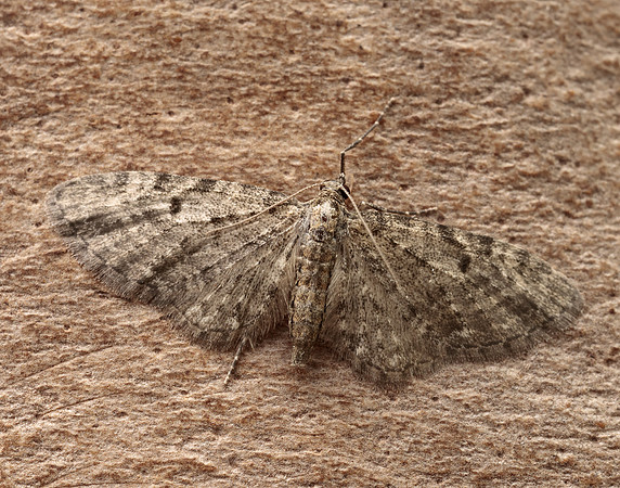 70.161 BF1851 Golden-rod Pug Eupithecia virgaureata