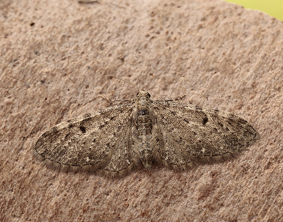 70.161 BF1851 Golden-rod Pug Eupithecia virgaureata