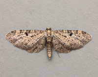 70.161 BF1851 Golden-rod Pug Eupithecia virgaureata