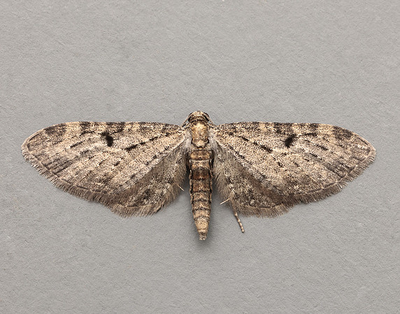 70.161 BF1851 Golden-rod Pug Eupithecia virgaureata