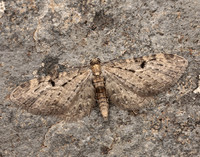 70.161 BF1851 Golden-rod Pug Eupithecia virgaureata