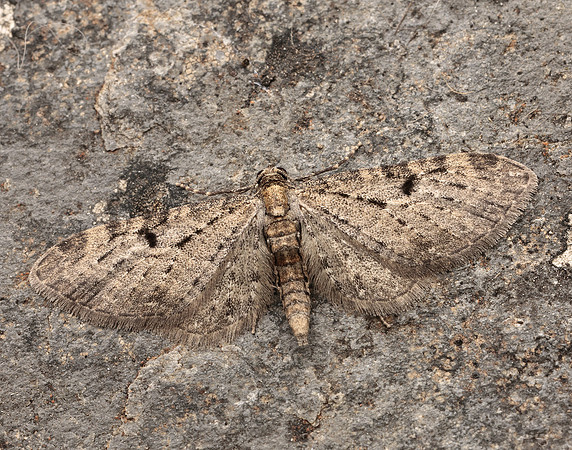 70.161 BF1851 Golden-rod Pug Eupithecia virgaureata