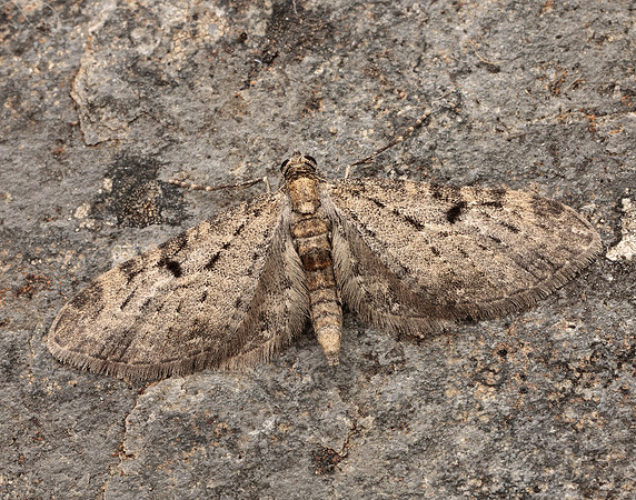 70.161 BF1851 Golden-rod Pug Eupithecia virgaureata