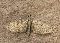70.160 BF1835 White-spotted Pug Eupithecia tripunctaria