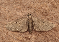 70.160 BF1835 White-spotted Pug Eupithecia tripunctaria