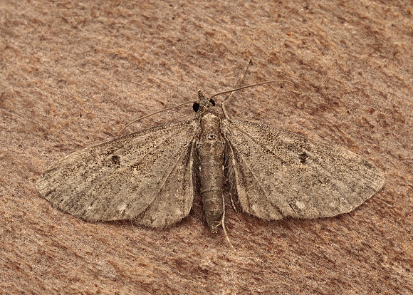 70.160 BF1835 White-spotted Pug Eupithecia tripunctaria