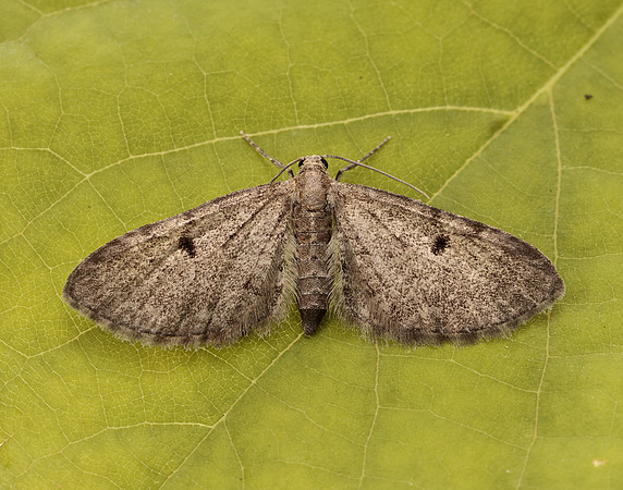 70.162 BF1857 Dwarf Pug Eupithecia tantillaria