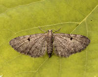 70.162 BF1857 Dwarf Pug Eupithecia tantillaria