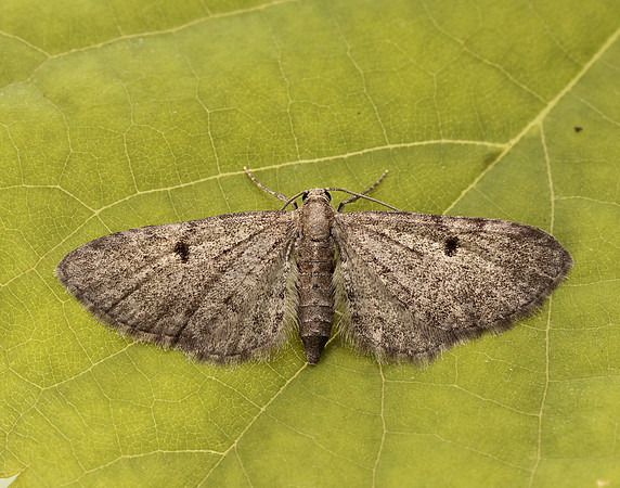 70.162 BF1857 Dwarf Pug Eupithecia tantillaria