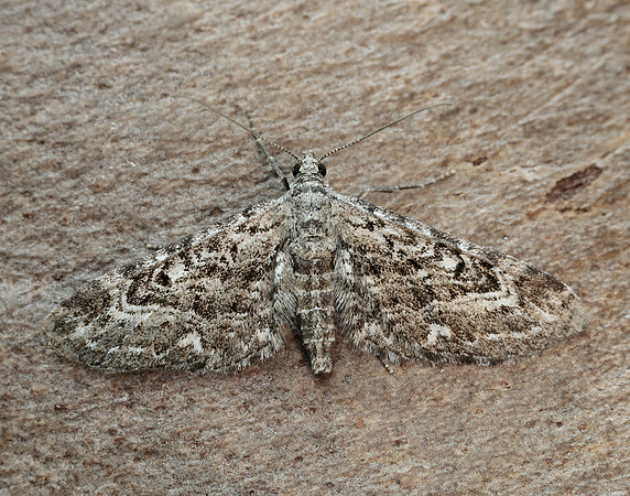 70.168 BF1846 Narrow-winged Pug Eupithecia nanata