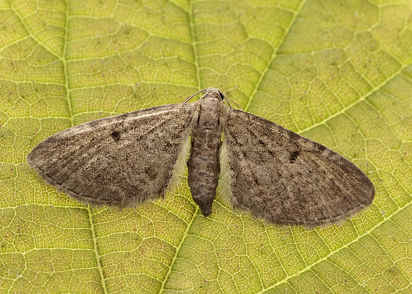 70.175 BF1826 Triple-spotted Pug Eupithecia trisignaria