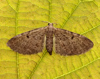 70.175 BF1826 Triple-spotted Pug Eupithecia trisignaria