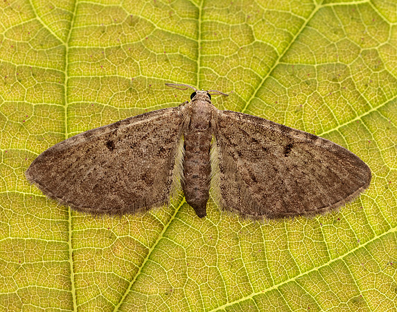 70.175 BF1826 Triple-spotted Pug Eupithecia trisignaria