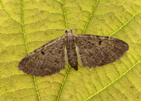 70.175 BF1826 Triple-spotted Pug Eupithecia trisignaria