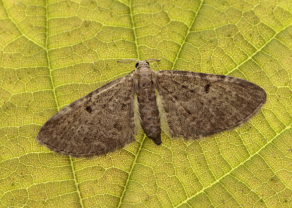 70.175 BF1826 Triple-spotted Pug Eupithecia trisignaria