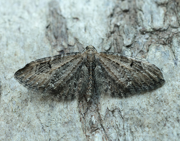 70.183 BF1834 Common Pug Eupithecia vulgata