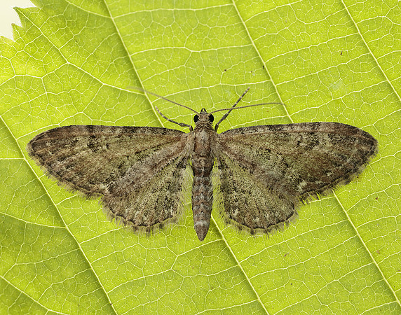 70.183 BF1834 Common Pug Eupithecia vulgata