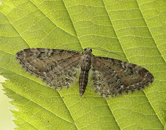 70.183 BF1834 Common Pug Eupithecia vulgata