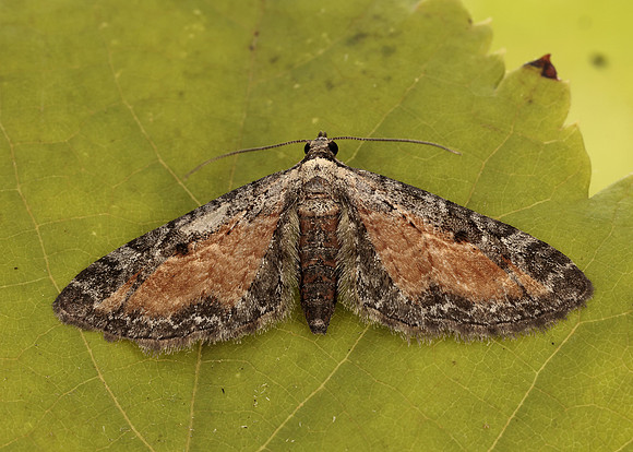 70.187 BF1838 Tawny Speckled Pug Eupithecia icterata