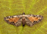 70.187 BF1838 Tawny Speckled Pug Eupithecia icterata