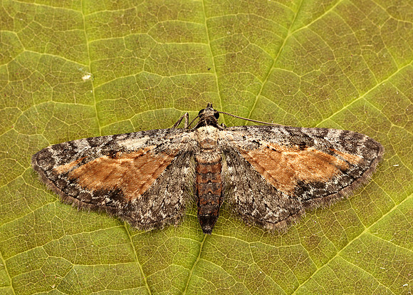 70.187 BF1838 Tawny Speckled Pug Eupithecia icterata