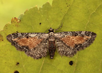 70.187 BF1838 Tawny Speckled Pug Eupithecia icterata
