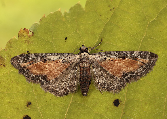 70.187 BF1838 Tawny Speckled Pug Eupithecia icterata