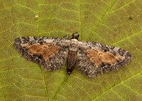 70.187 BF1838 Tawny Speckled Pug Eupithecia icterata