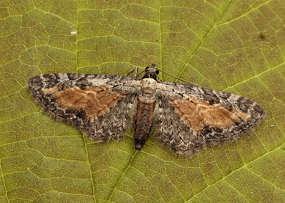 70.187 BF1838 Tawny Speckled Pug Eupithecia icterata