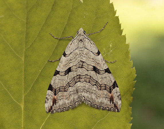 70.192 BF1867 Treble-bar Aplocera plagiata