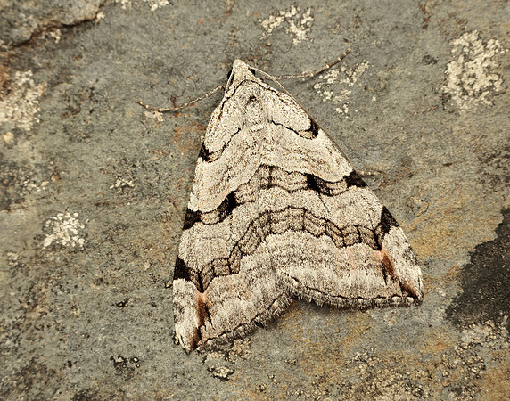 70.192 BF1867 Treble-bar Aplocera plagiata
