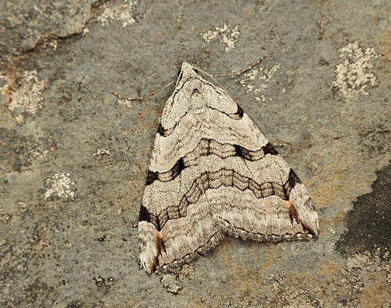 70.192 BF1867 Treble-bar Aplocera plagiata