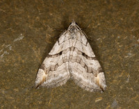 70.193 BF1868 Lesser Treble-bar Aplocera efformata