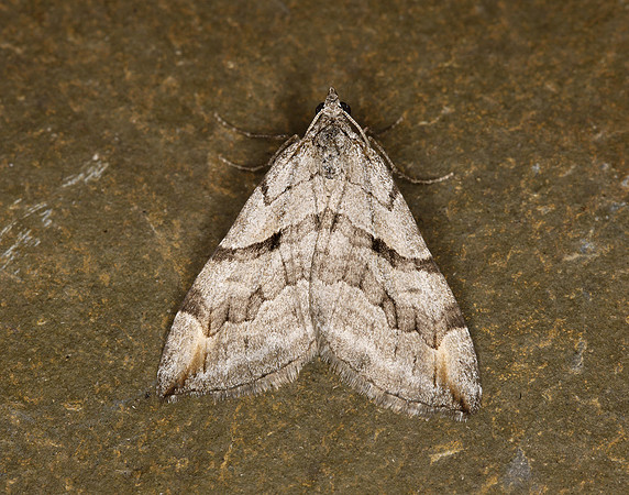 70.193 BF1868 Lesser Treble-bar Aplocera efformata