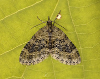 70.200 BF1883 Yellow-barred Brindle Acasis viretata