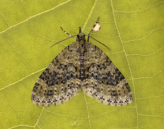 70.200 BF1883 Yellow-barred Brindle Acasis viretata