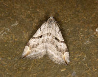 70.193 BF1868 Lesser Treble-bar Aplocera efformata